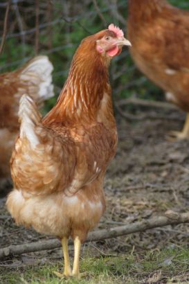 Eine Henne, Foto: Günter Havlena, pixelio.de