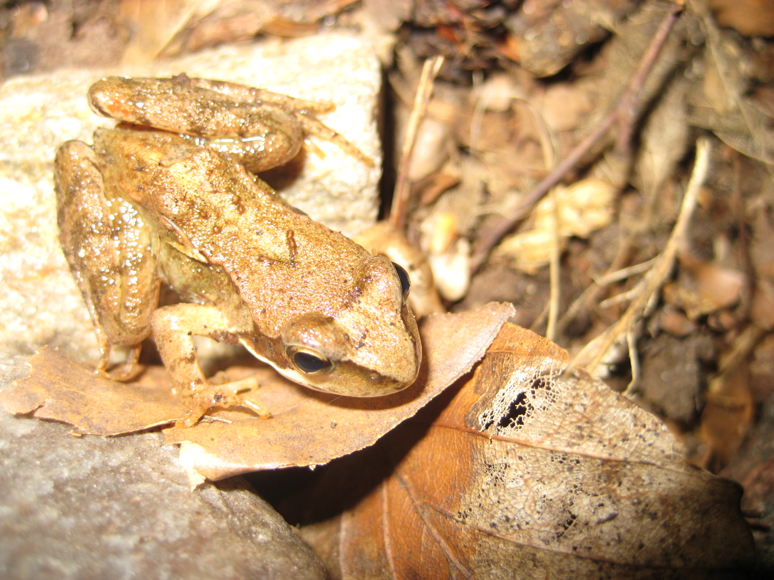 Frosch im Grumsiner Forst, Foto: C. Rehmer